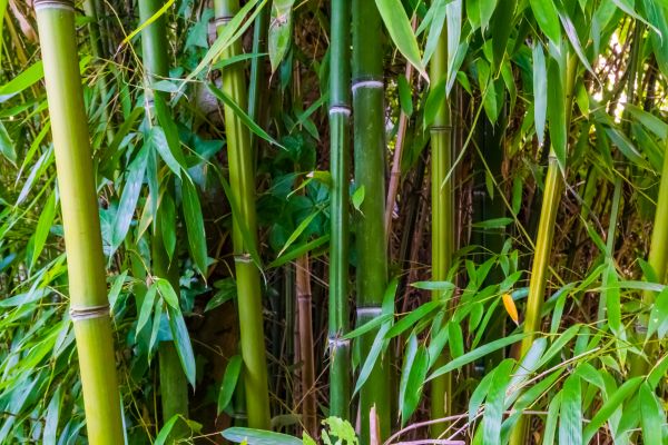 Bamboo Trimming in Vista