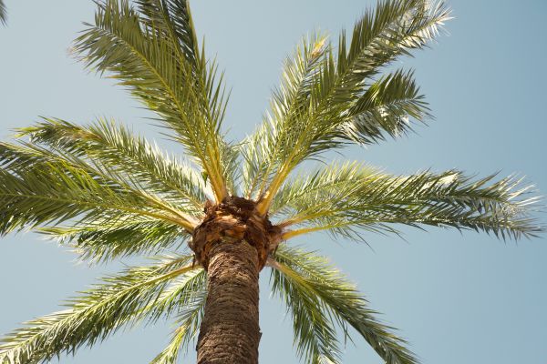 Palm Tree Pruning in Vista