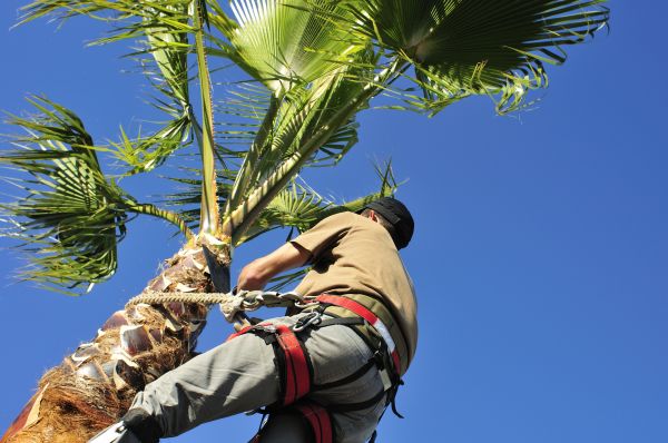 Palm Tree Trimming in Vista