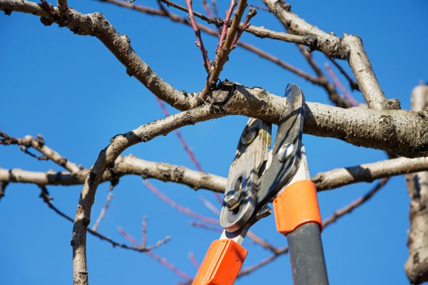 Tree Shearing in Vista