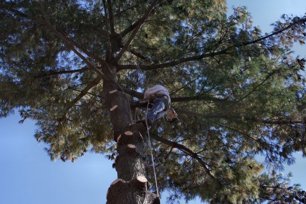 Trimming Service in Vista