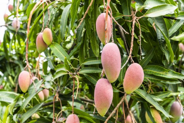 Mango Tree Trimming in Vista