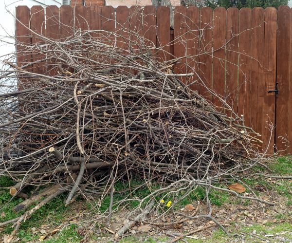 Dead Branch Removal in Vista