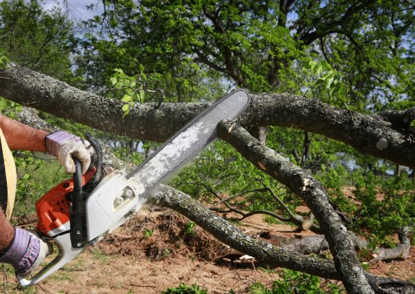 Tree Branch Cutting in Vista