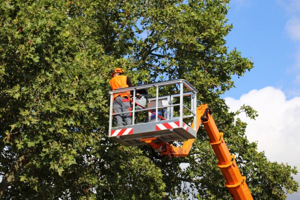 Commercial Tree Service in Vista