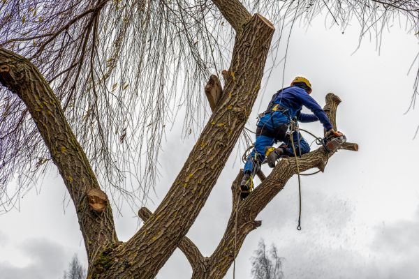 Tree Maintenance Service in Vista
