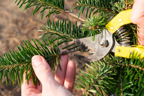 Pine Tree Pruning in Vista