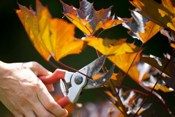 Maple Tree Pruning in Vista