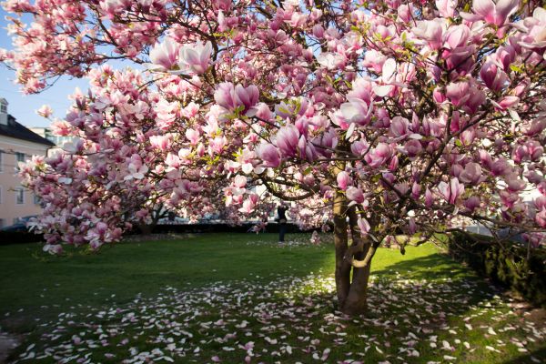 Magnolia Tree Pruning in Vista