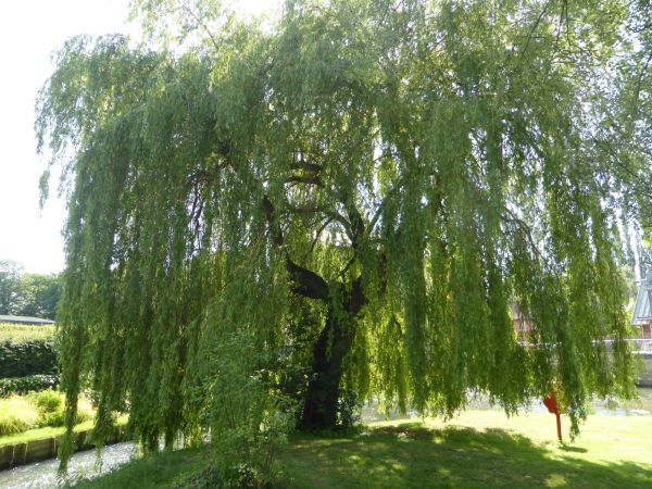 Willow Tree Trimming in Vista