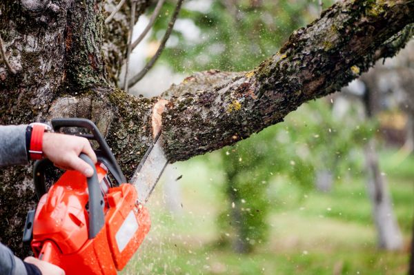 Tree Limbs Removal in Vista