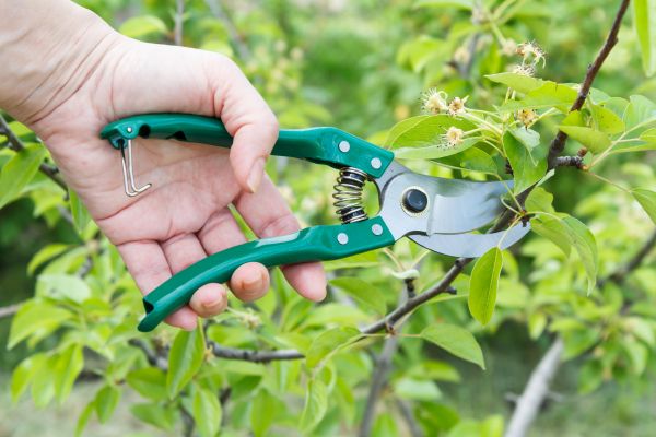Pear Tree Pruning in Vista