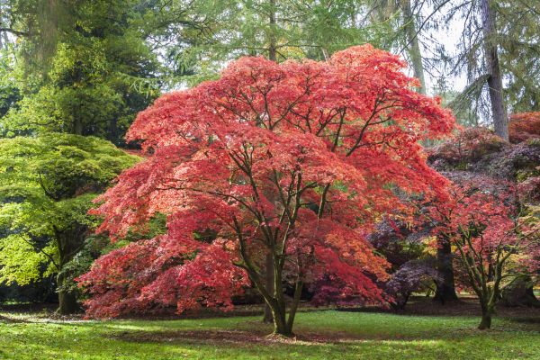 Japanese Maple Pruning in Vista