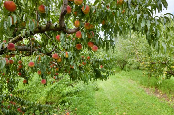 Peach Tree Pruning in Vista