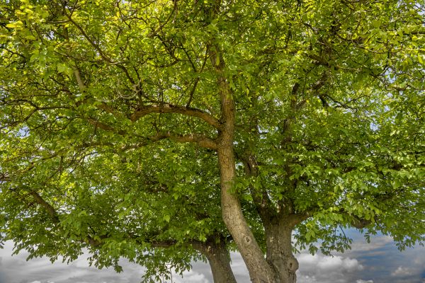 Walnut Tree Trimming in Vista