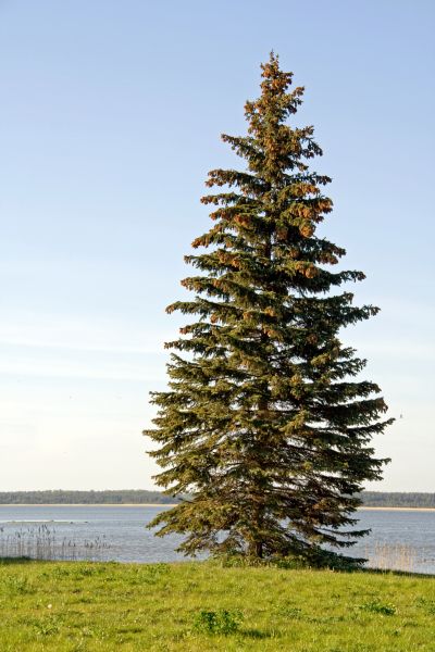 Spruce Tree Pruning in Vista