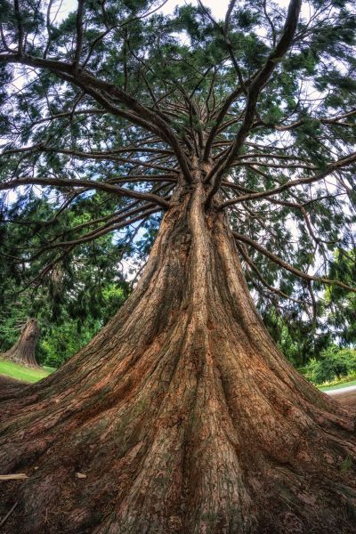 Cedar Tree Pruning in Vista