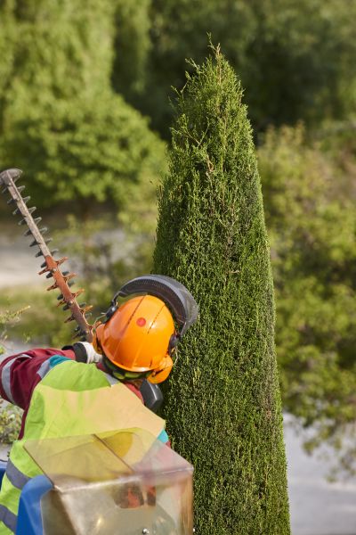 Cypress Tree Trimming in Vista