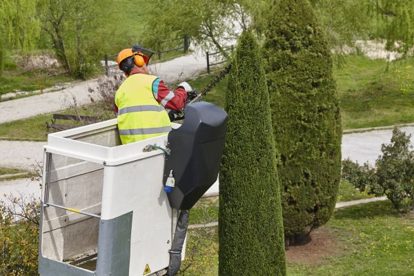 Cypress Tree Pruning in Vista