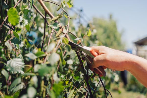 Birch Tree Pruning in Vista