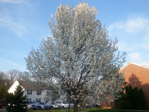 Bradford Pear Tree Pruning in Vista