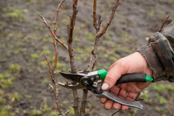 Pear Trees Pruning in Vista