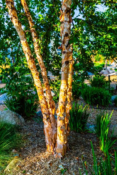 River Birch Trimming in Vista