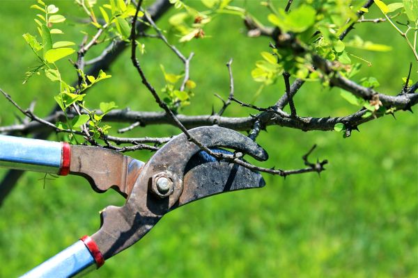 Branches Pruning in Vista