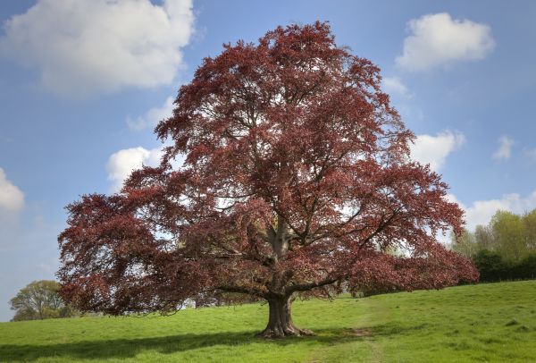 Beech Tree Pruning in Vista