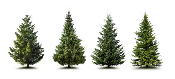 Pine Tree Trimming in Vista
