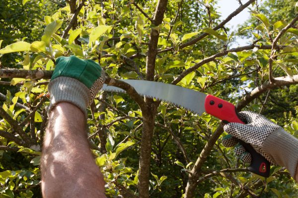 Apple Tree Trimming in Vista