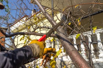 Products For Tree Trimmings in use