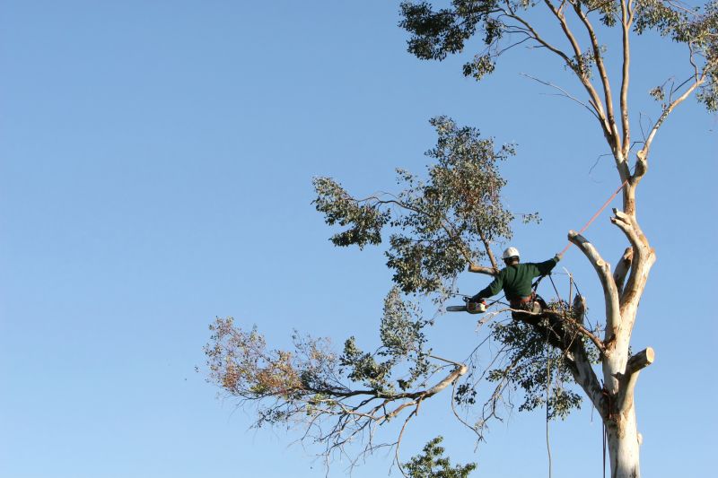 Tree Trimming Equipment