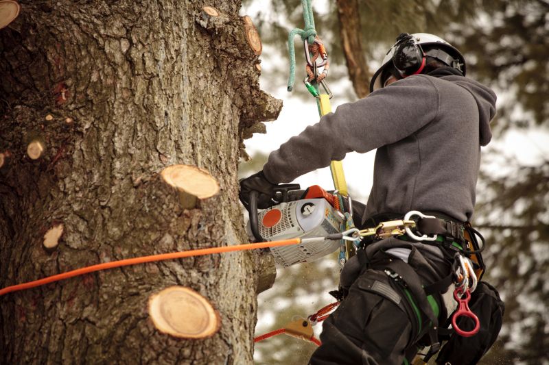 Safety with Tree Trimming