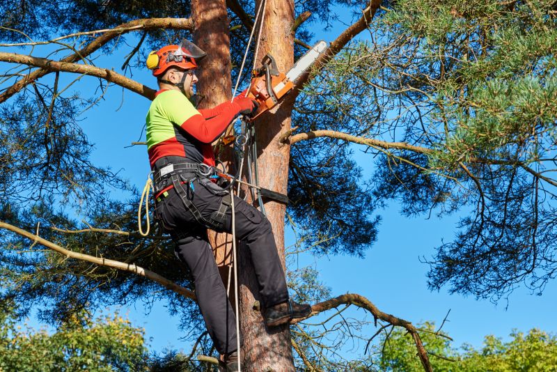 Licensed Tree Service Providers